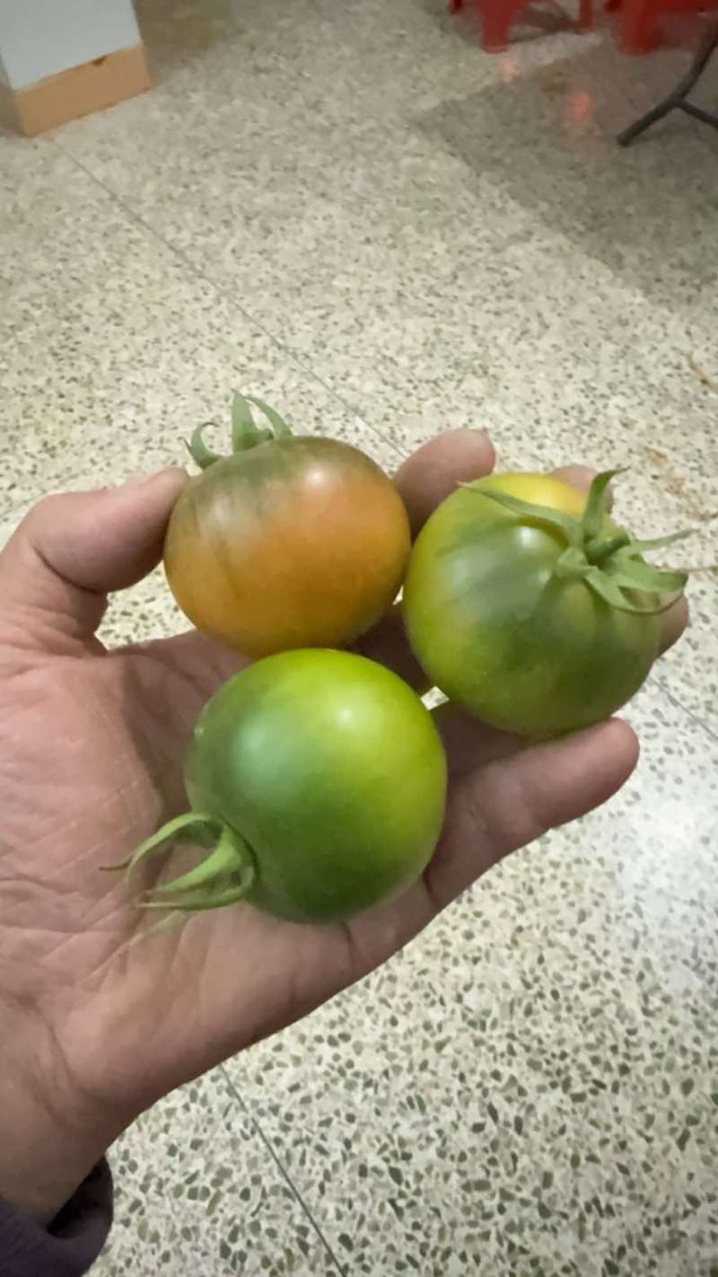 草莓西红柿