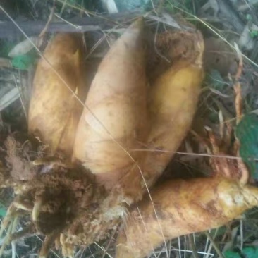 本地黄泥笋出售