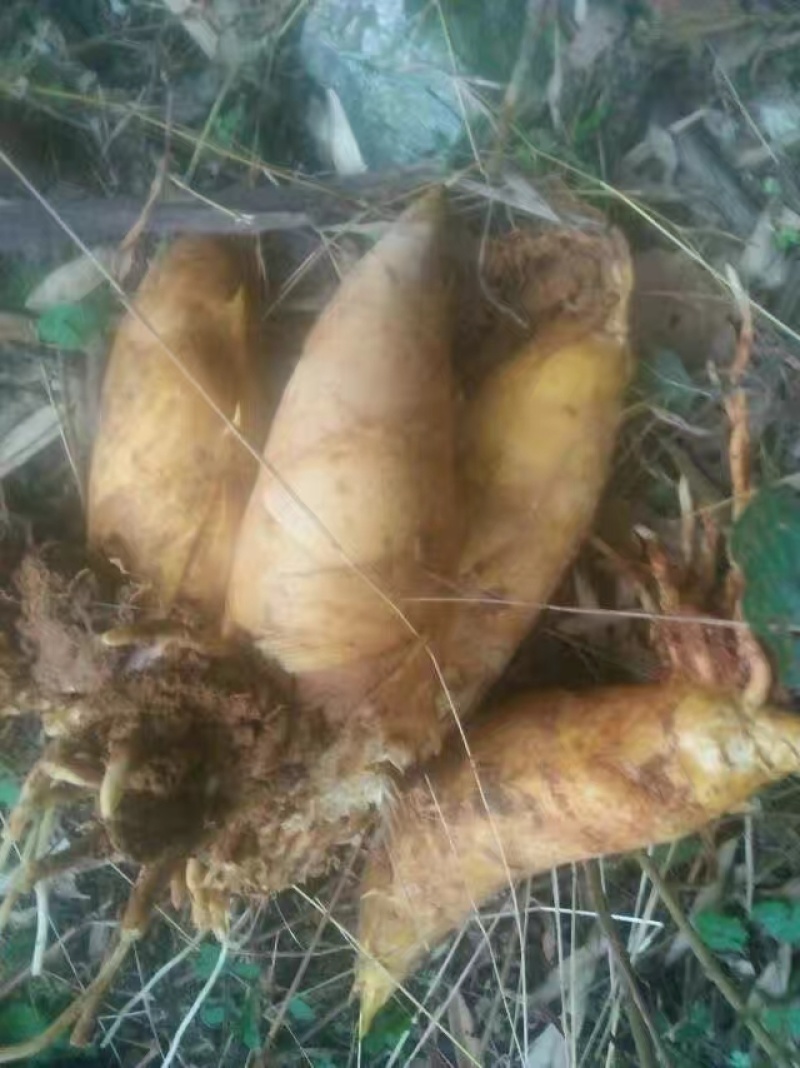 本地黄泥笋出售