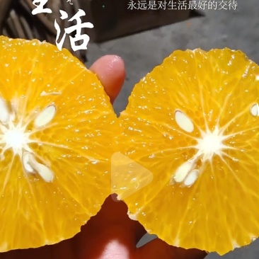 自家桔柚