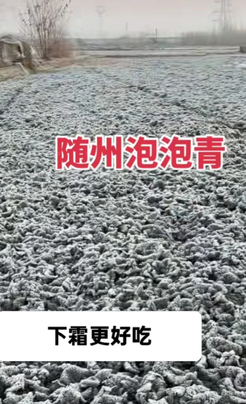 湖北省随州市泡泡青