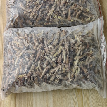 柳州生态蚂蚱