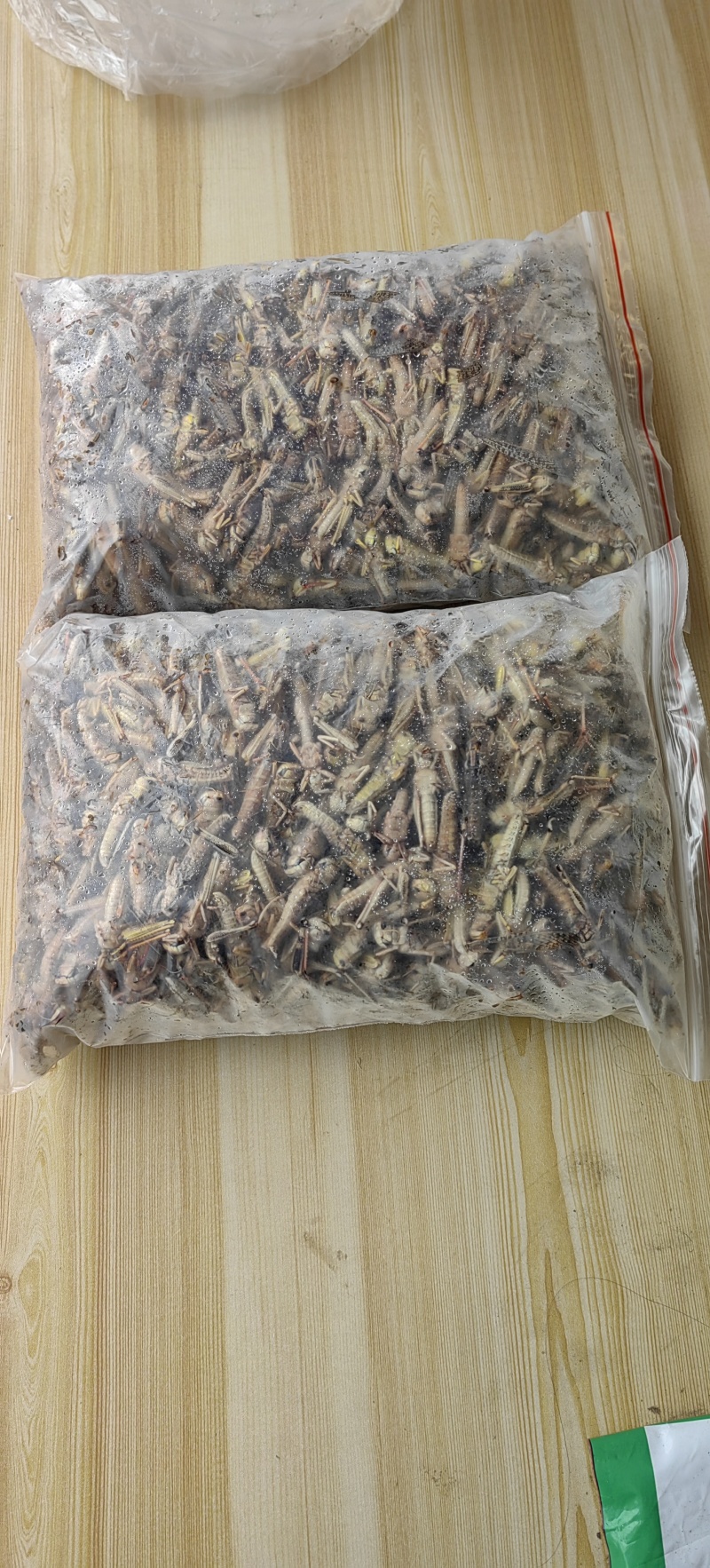 柳州生态蚂蚱