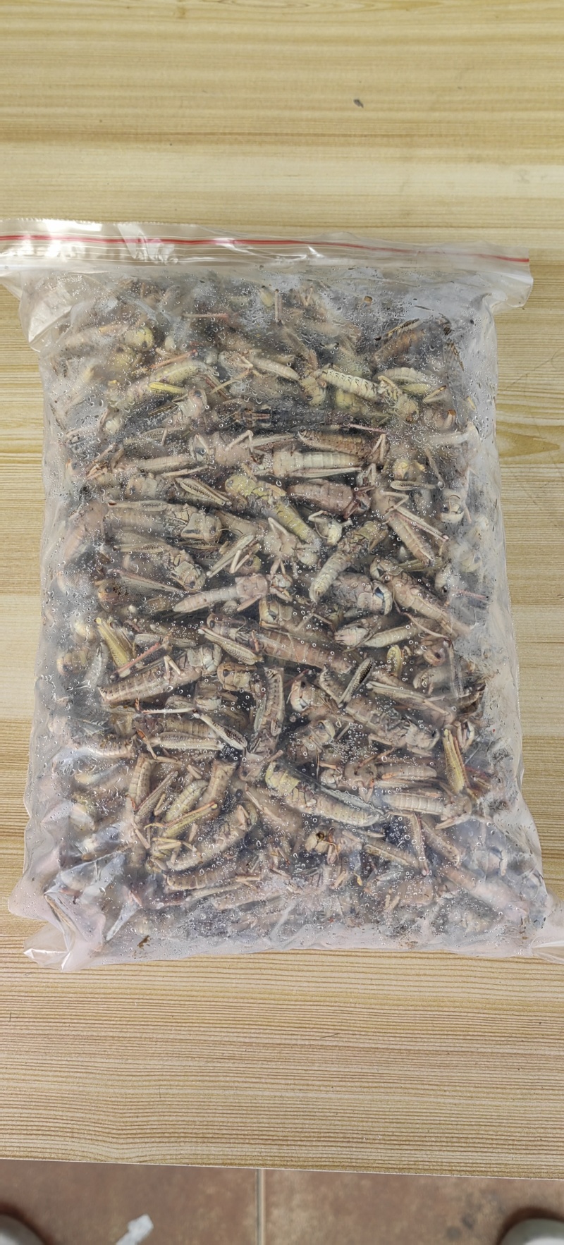 柳州生态蚂蚱