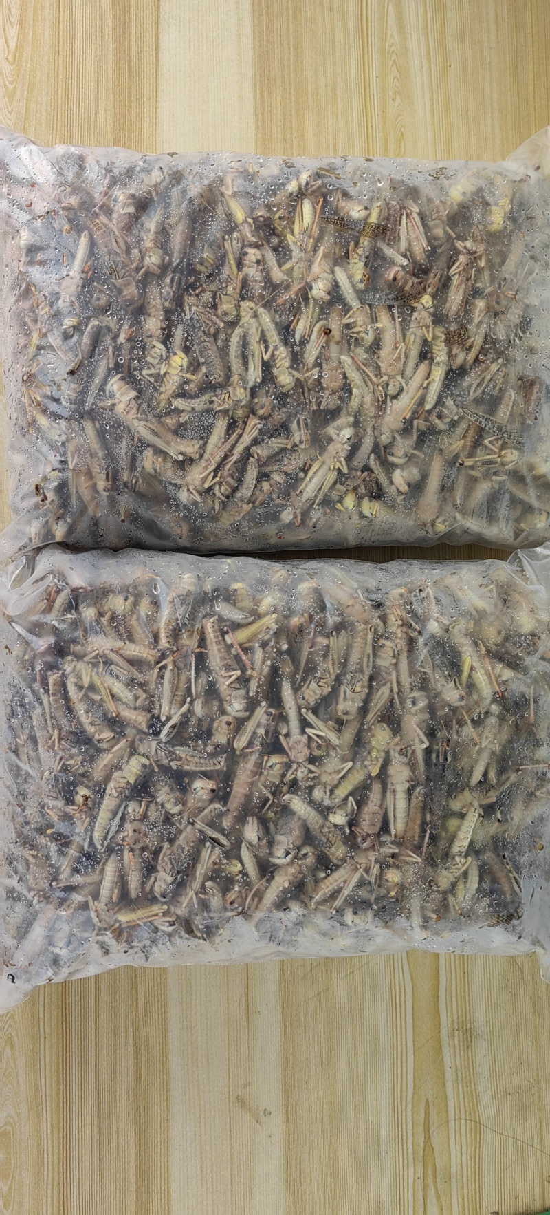 柳州生态蚂蚱