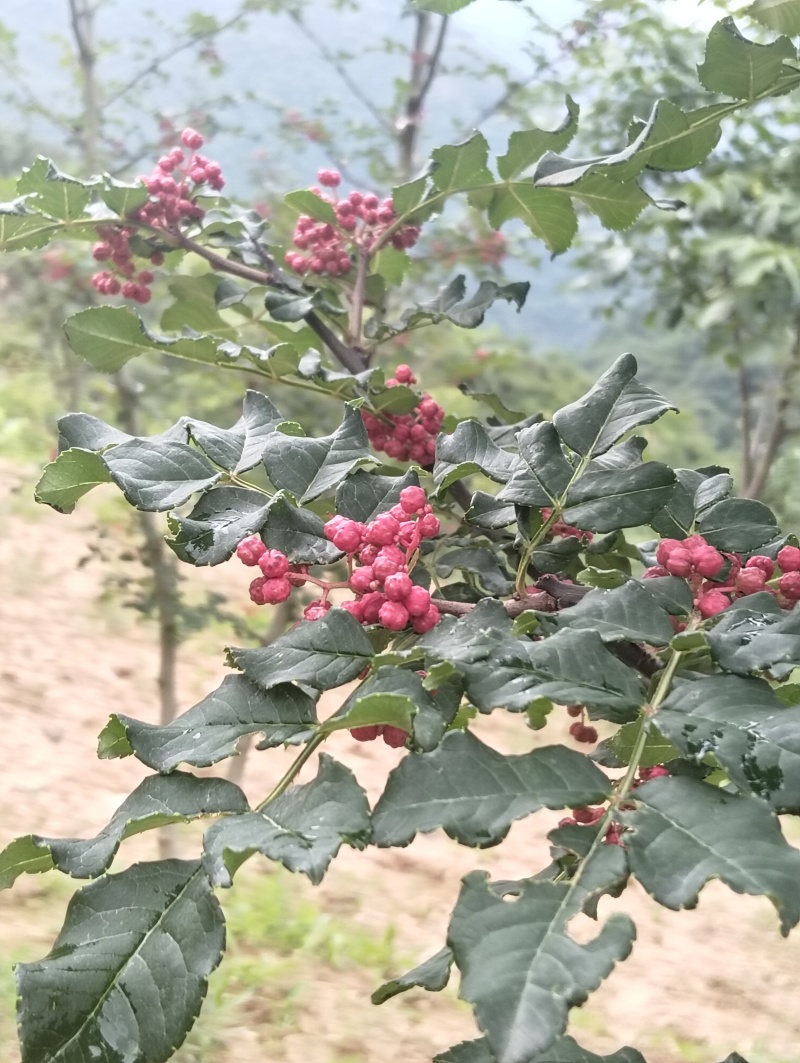 陇南大红袍