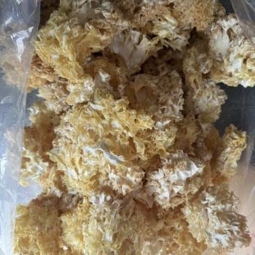 漂亮精品绣球菌