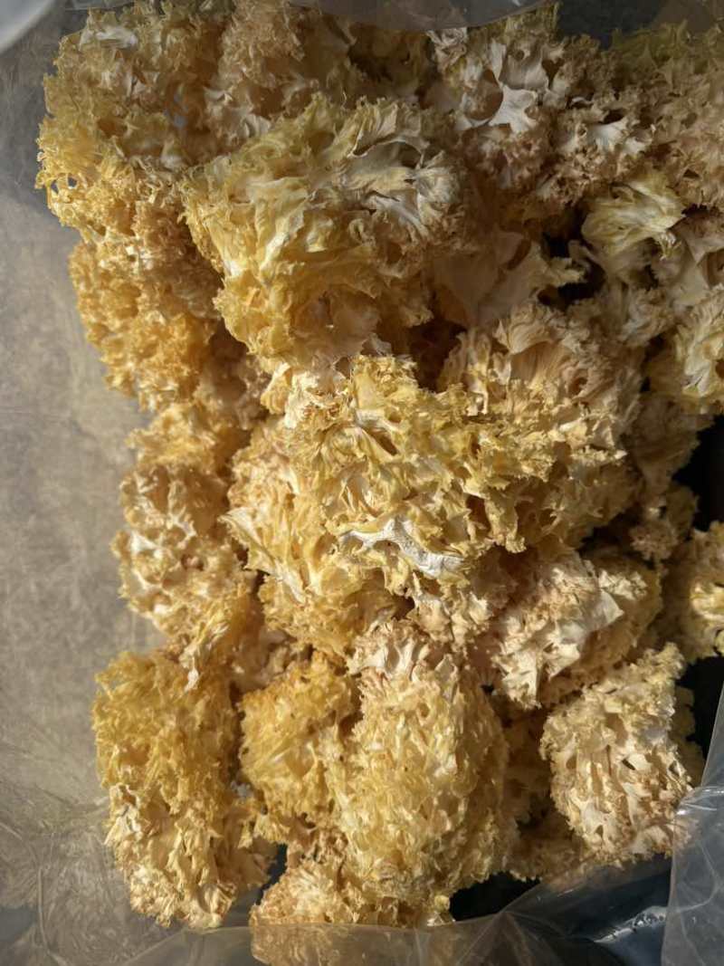 漂亮精品绣球菌