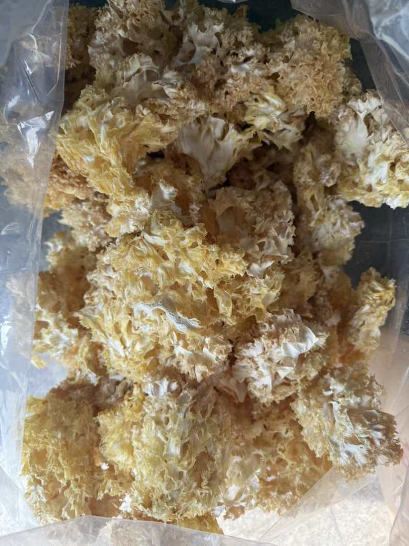漂亮精品绣球菌