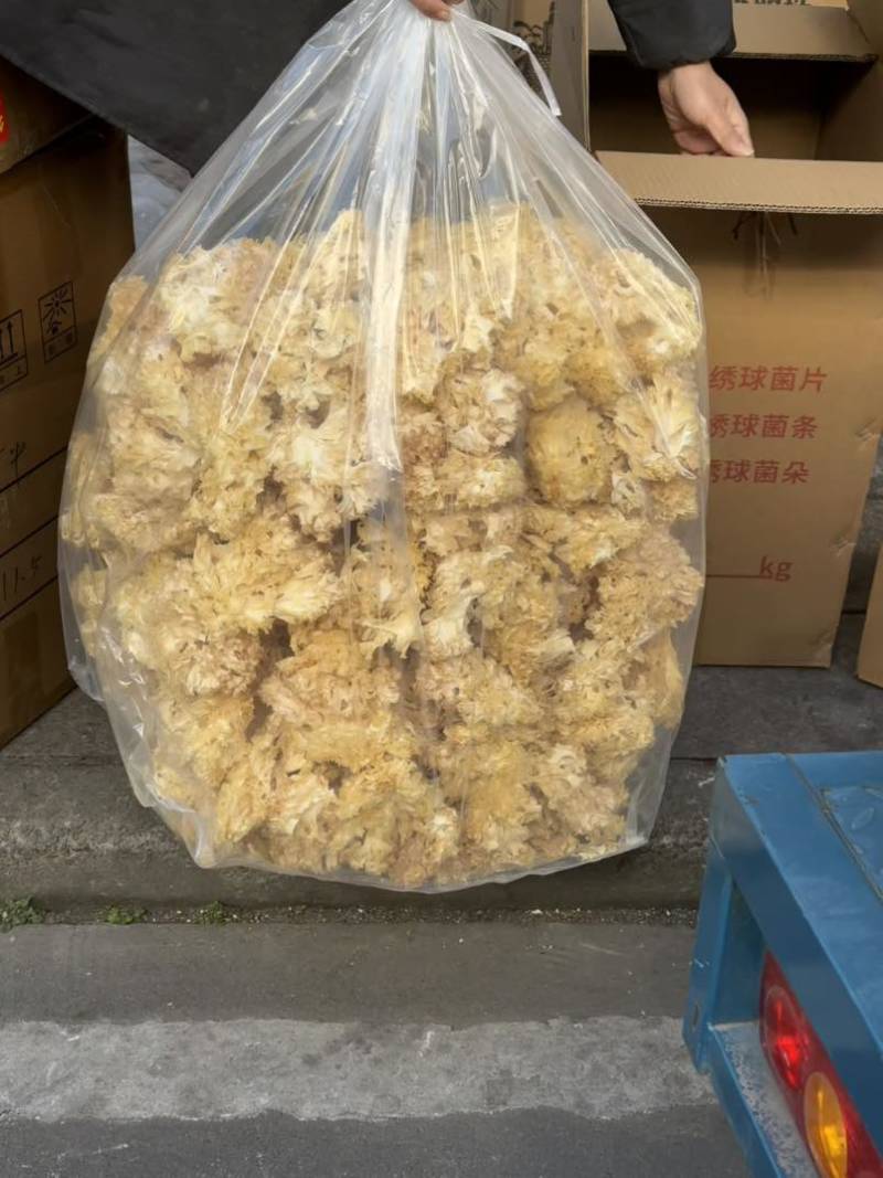 漂亮精品绣球菌