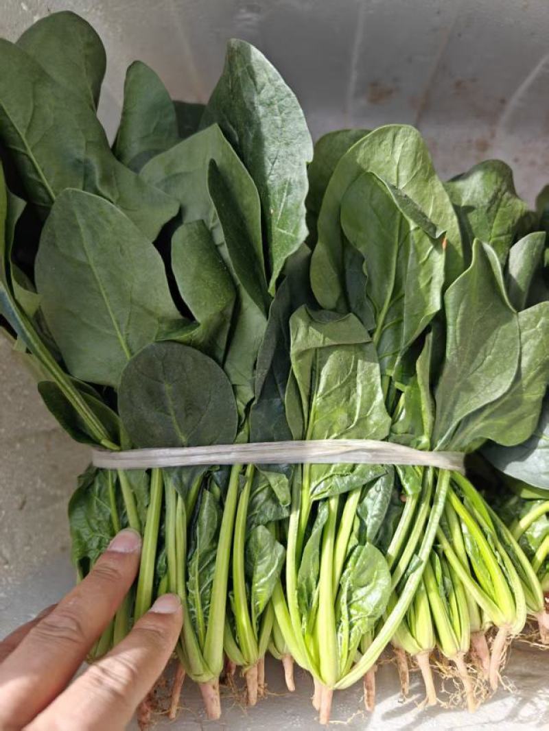 菠菜