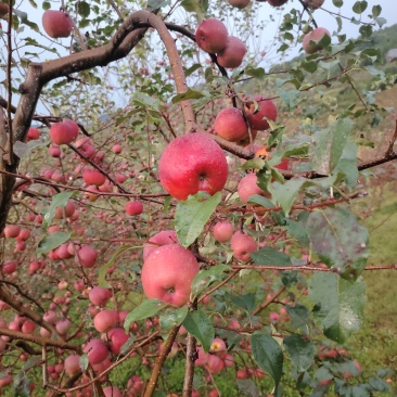 云南红富士唐心苹果