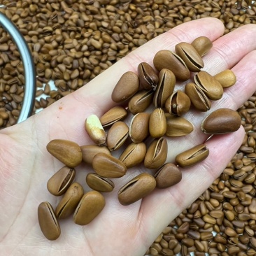 大粒东北松子数量有限