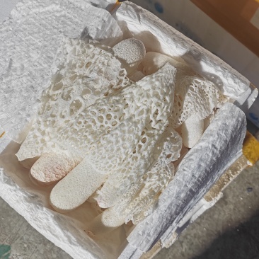 红托竹荪