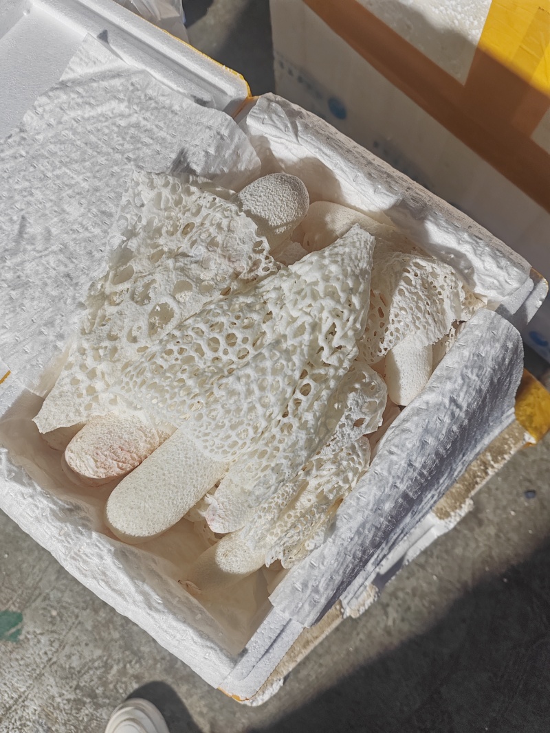 红托竹荪