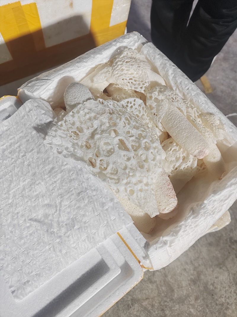 红托竹荪