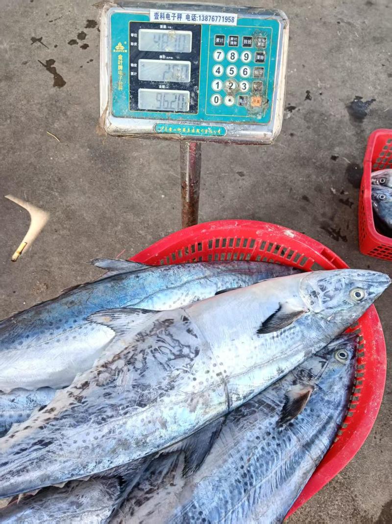 海南鲜新铺前马鲛鱼