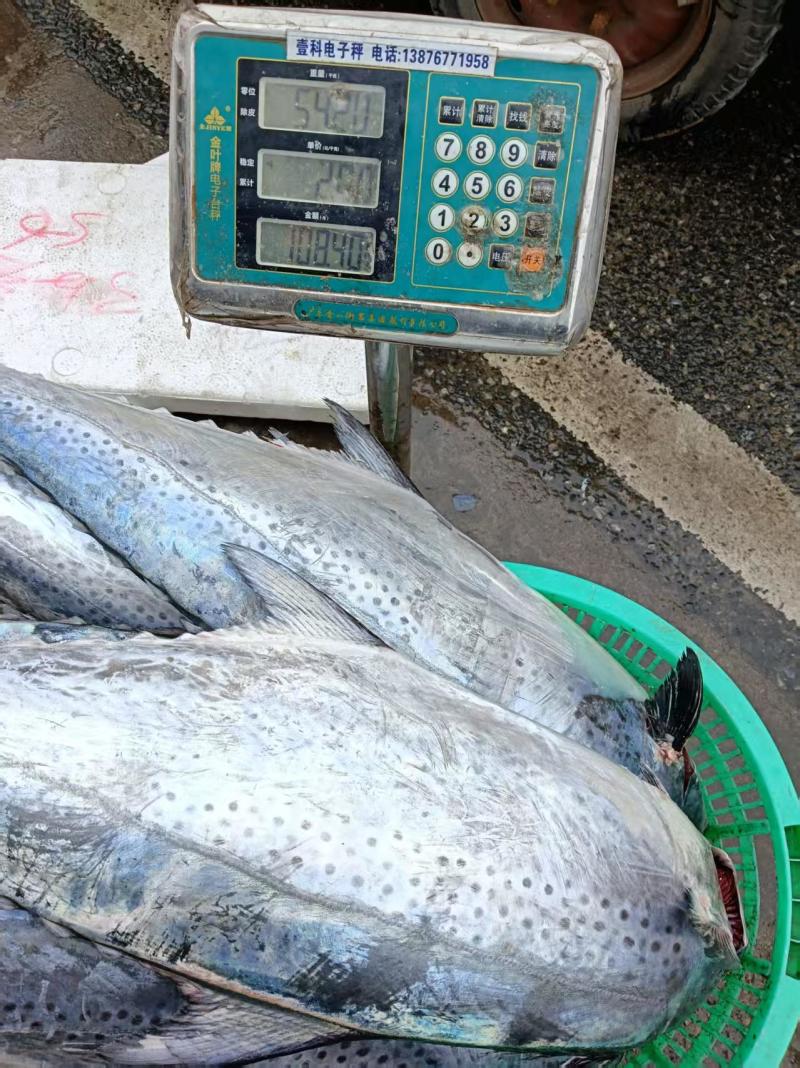 海南鲜新铺前马鲛鱼