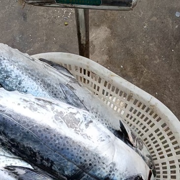 海南鲜新铺前马鲛鱼