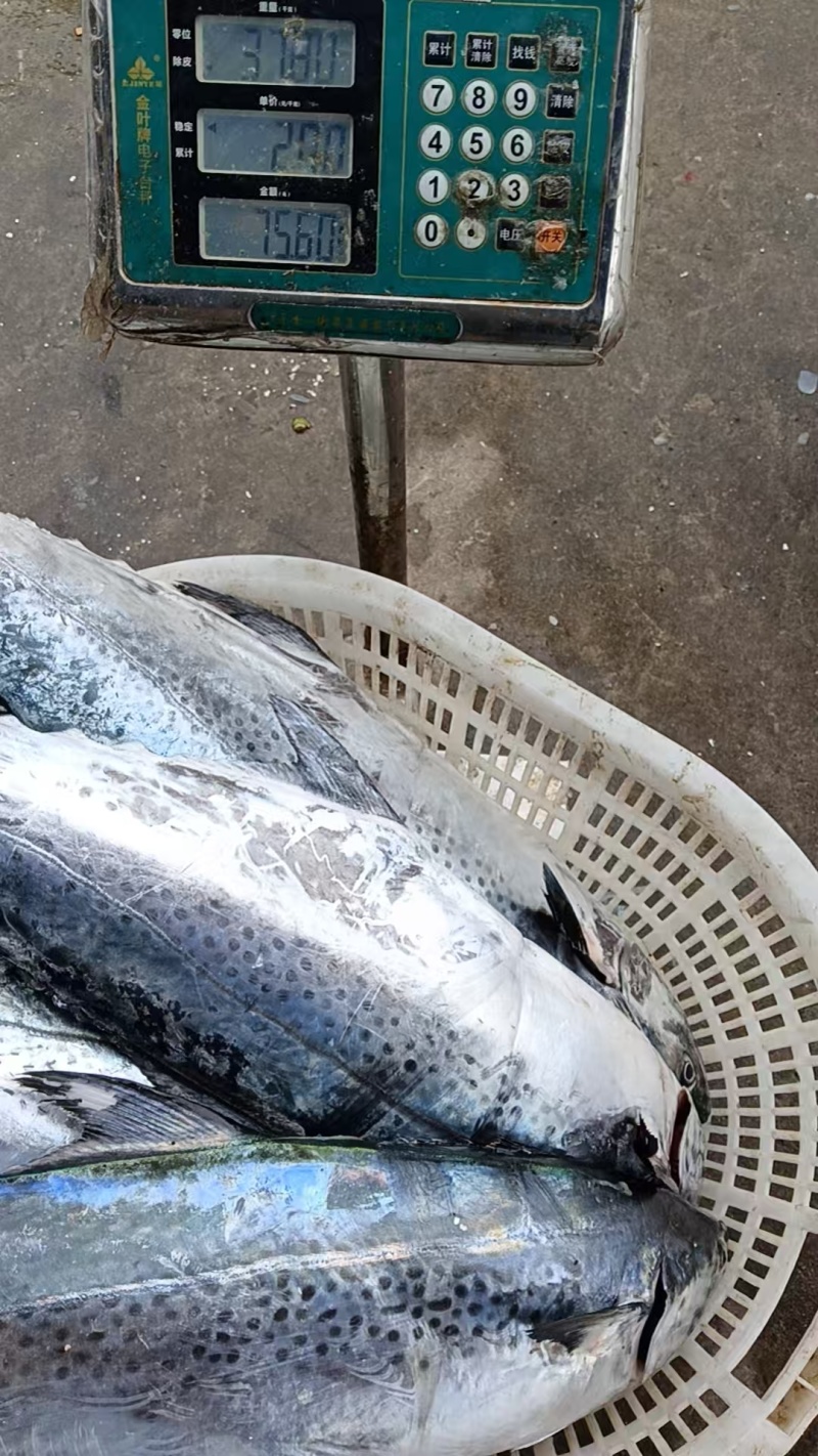海南鲜新铺前马鲛鱼