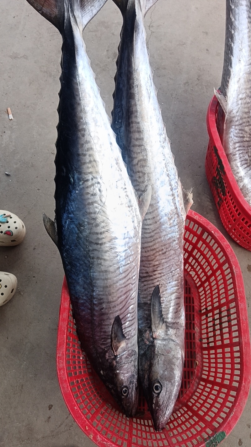 海南鲜新铺前马鲛鱼