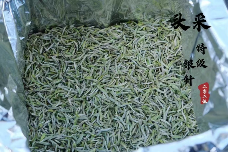 福鼎白毫银针