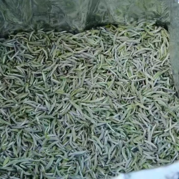 福鼎白毫银针