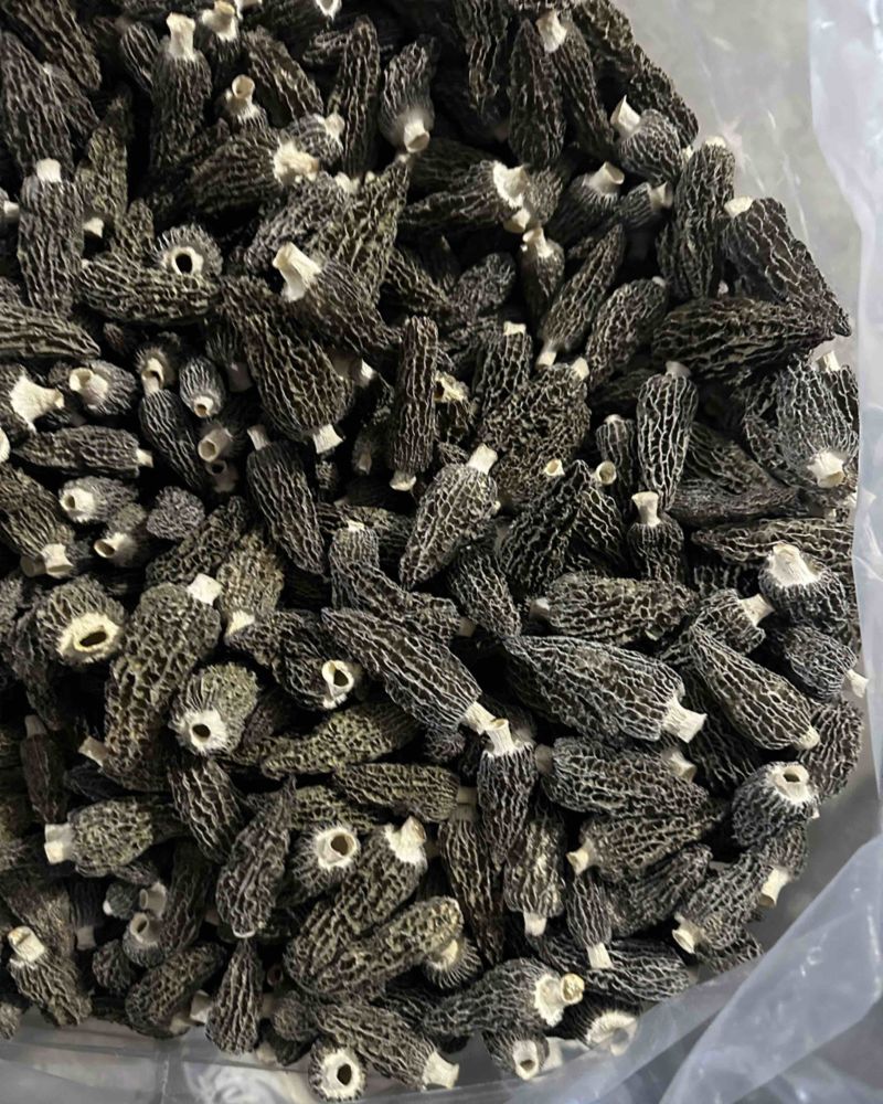 羊肚菌新货价格，不要用新货来比价格！