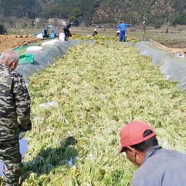 雪里红鲜货3月份腌制约2000立方有需要的老板联系。