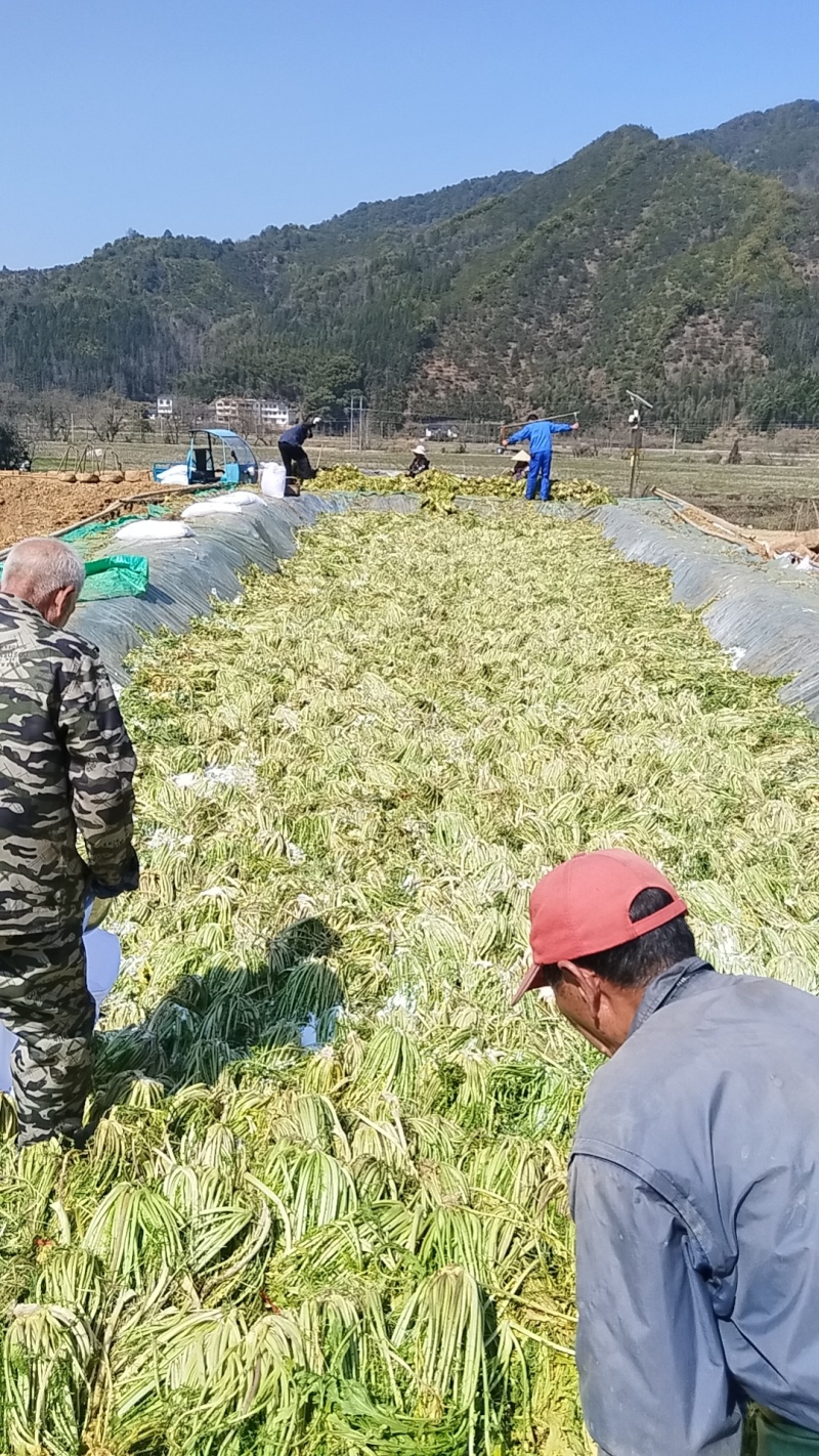 雪里红鲜货3月份腌制约2000立方有需要的老板联系。