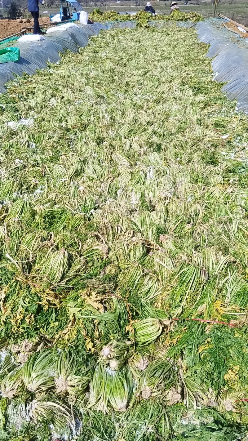 雪里红鲜货3月份腌制约2000立方有需要的老板联系。
