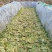 雪里红鲜货3月份腌制约2000立方有需要的老板联系。