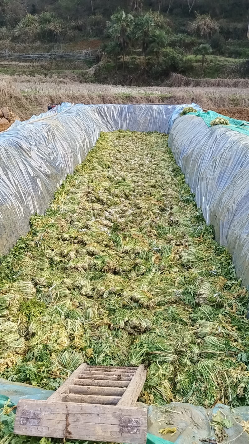 雪里红鲜货3月份腌制约2000立方有需要的老板联系。