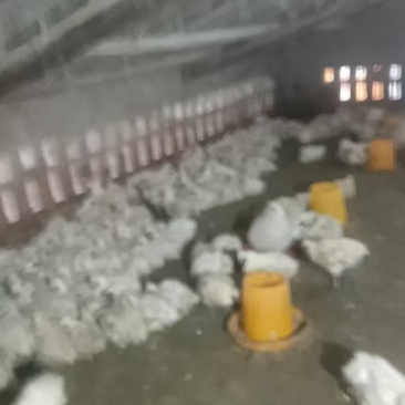 乌鸡