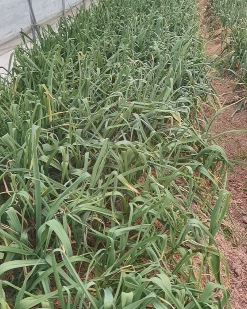大棚红心蒜苗。