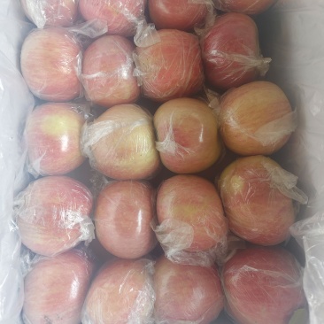 山西运城万荣红富士