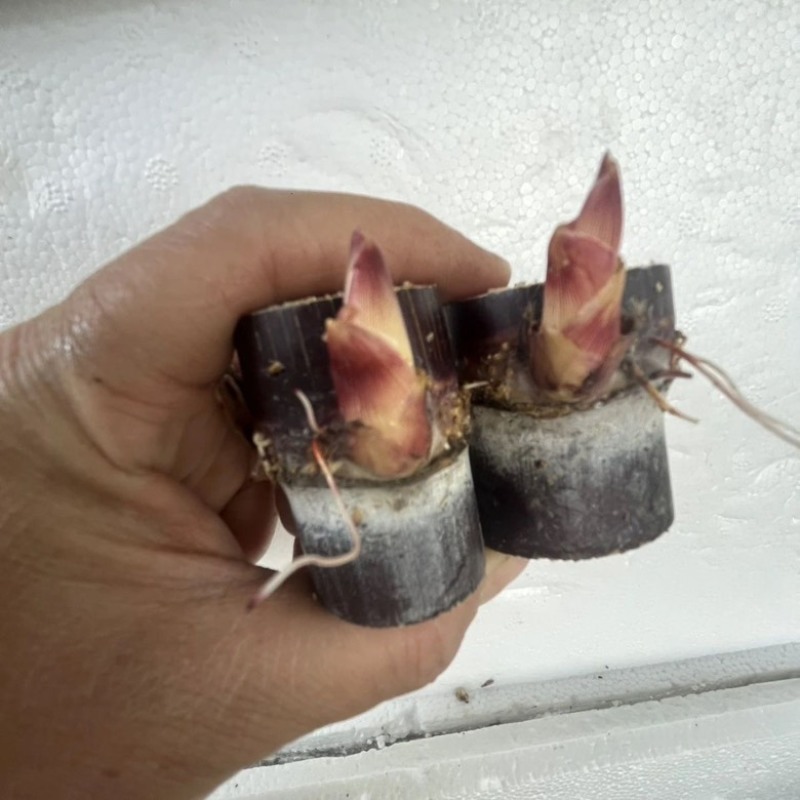 广西黑皮甘蔗种紫皮甘蔗种支持电商带发整车发走欢迎找我
