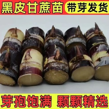 广西黑皮甘蔗种紫皮甘蔗种支持电商带发整车发走欢迎找我
