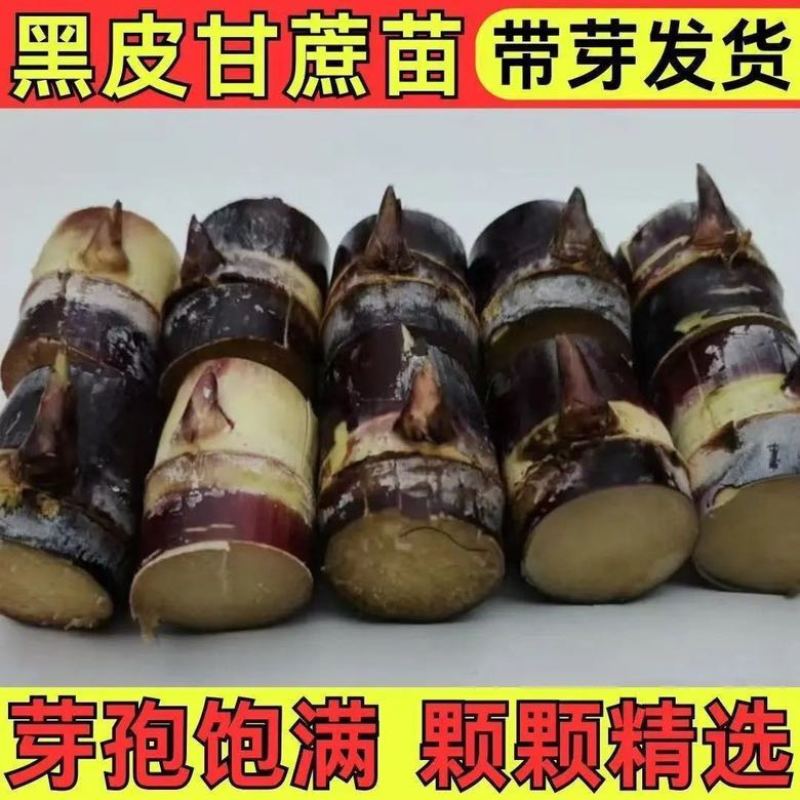 广西黑皮甘蔗种紫皮甘蔗种支持电商带发整车发走欢迎找我