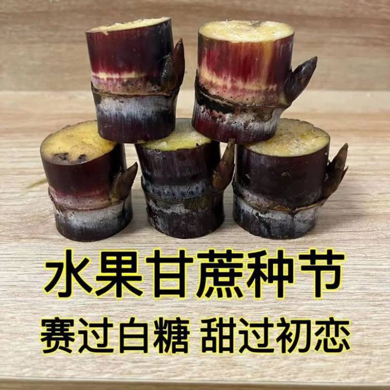 广西黑皮甘蔗种紫皮甘蔗种支持电商带发整车发走欢迎找我