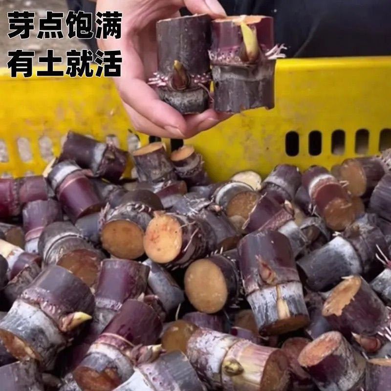 广西黑皮甘蔗种紫皮甘蔗种支持电商带发整车发走欢迎找我