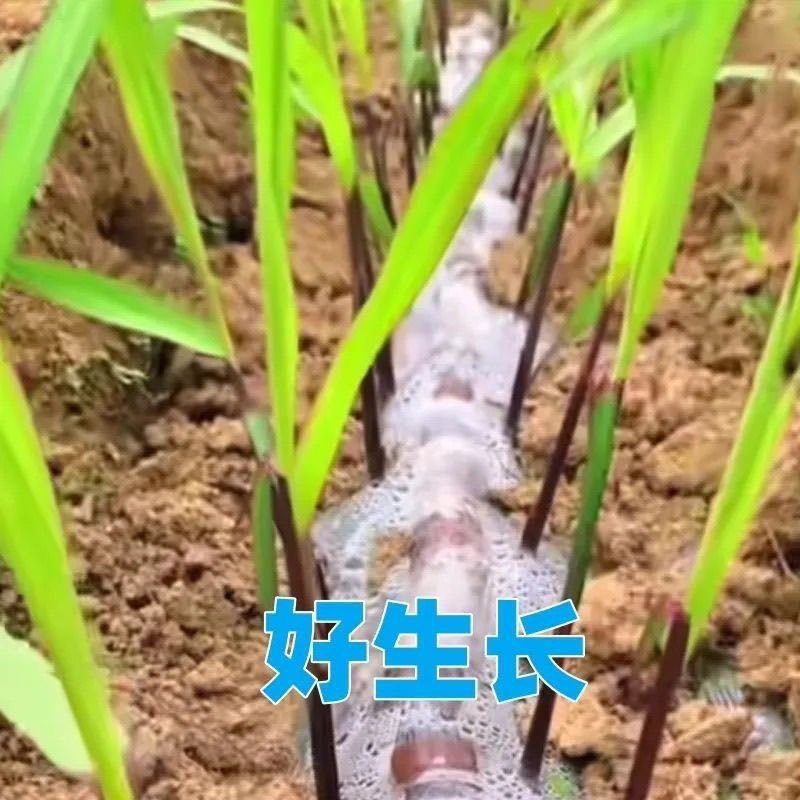 广西黑皮甘蔗种紫皮甘蔗种支持电商带发整车发走欢迎找我