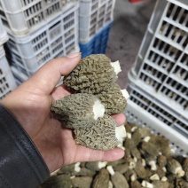 羊肚菌七妹