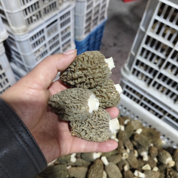羊肚菌七妹