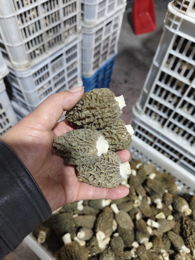 羊肚菌七妹