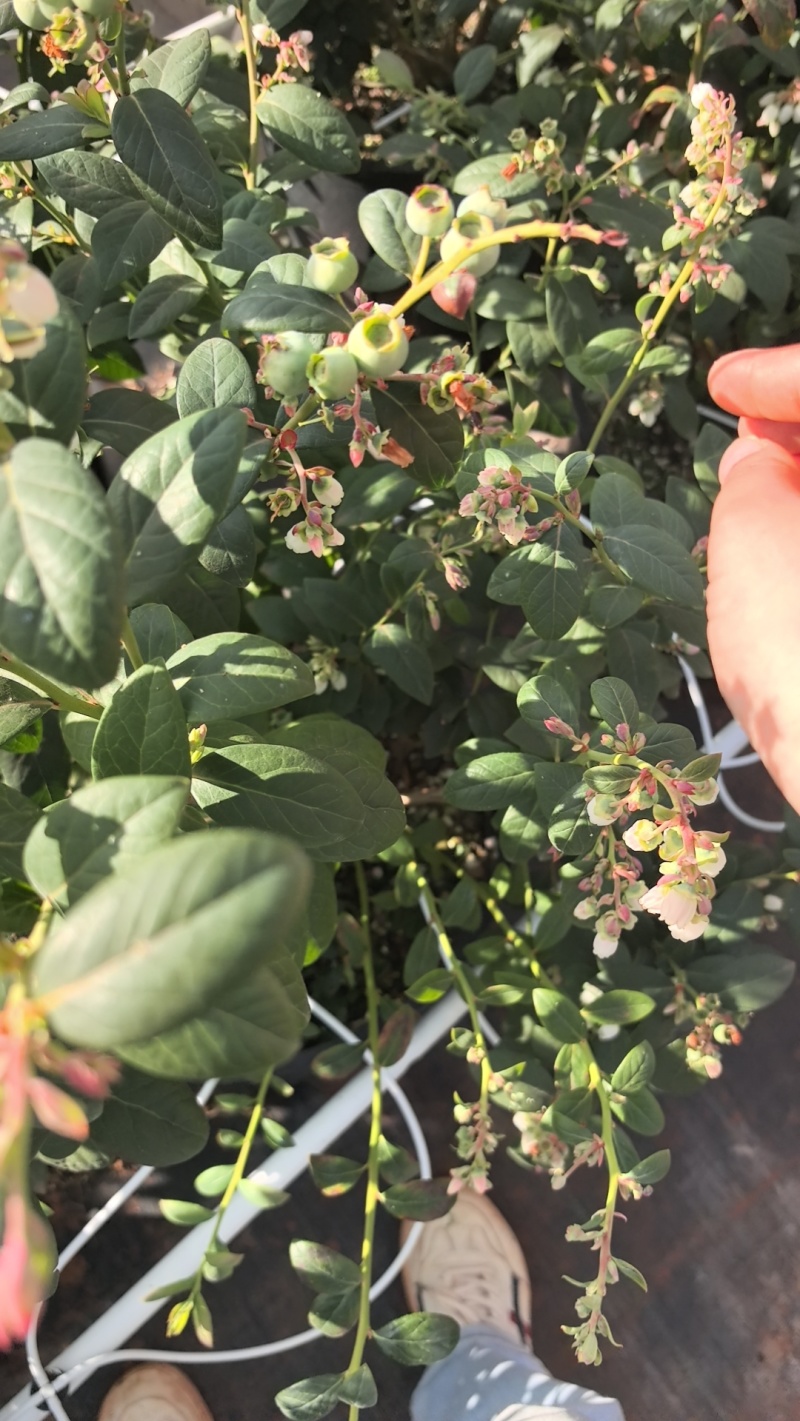 云南玉溪抚仙湖蓝莓