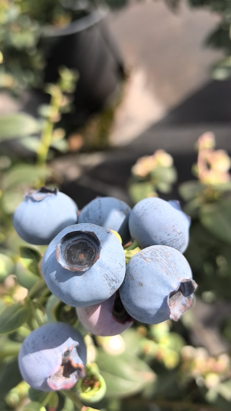 云南玉溪抚仙湖蓝莓