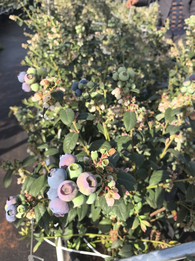 云南玉溪抚仙湖蓝莓
