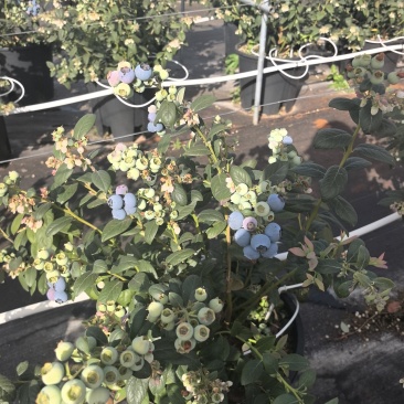 云南玉溪抚仙湖蓝莓
