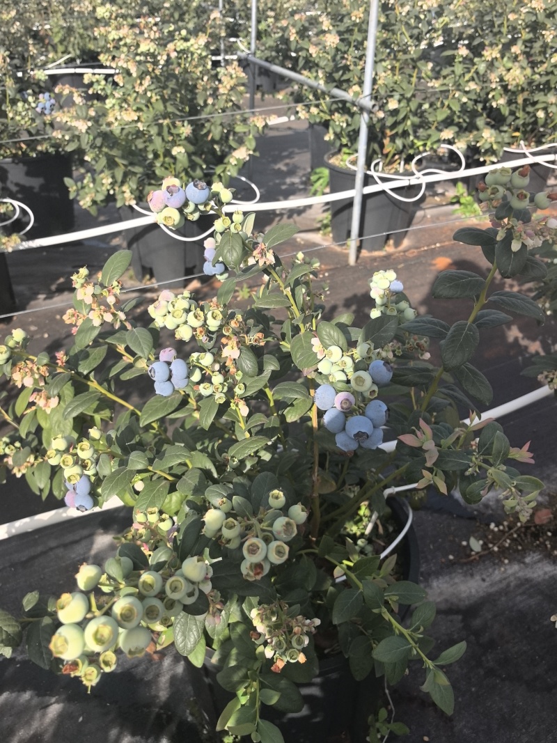 云南玉溪抚仙湖蓝莓